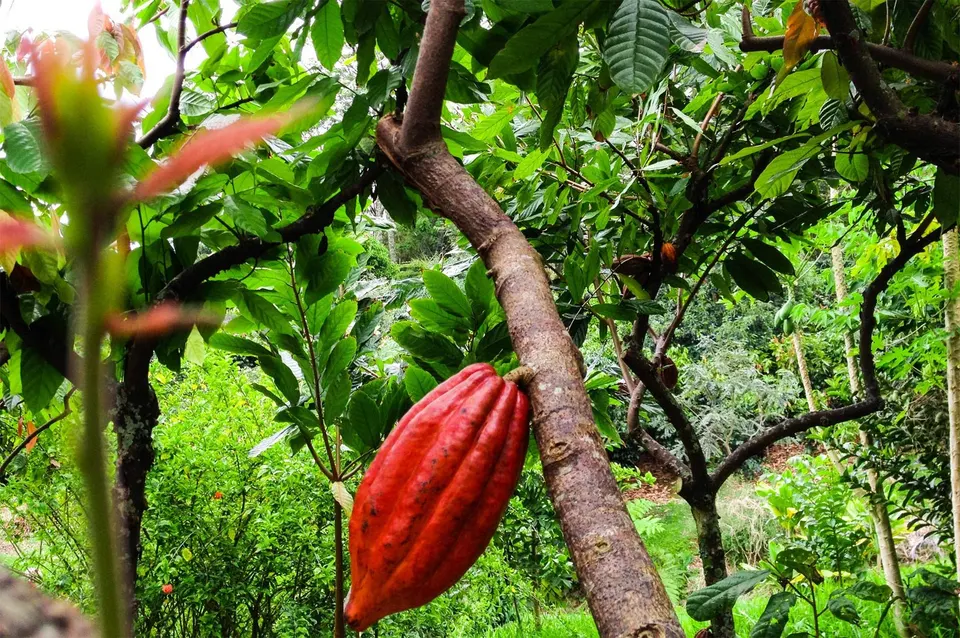 A bright red cocoa pod hanging directly from the thick brown trunk of a cacao tree surrounded by lush green foliage in a tropical plantation.